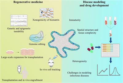 Challenges for the Applications of Human Pluripotent Stem Cell-Derived Liver Organoids